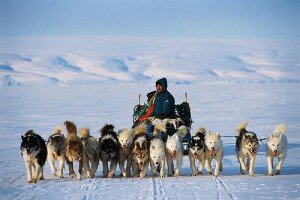 As global warming thins the arctic ice, moving with sled dogs is becoming increasingly dangerous for the Inuit people. Source: Flickr